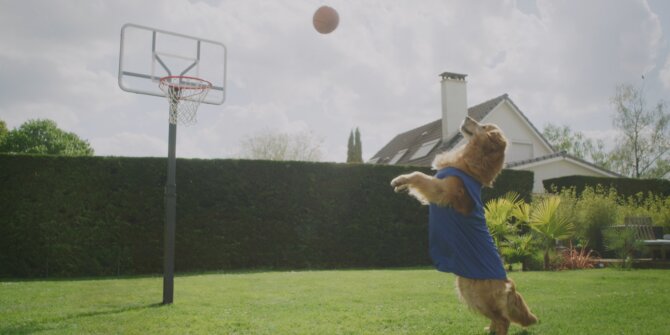 Golden retriever in a jersey jumping for a basketball in a garden – Promovacances commercial
